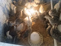 Turkeys — foto 1