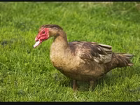 Ducks — الصورة 5