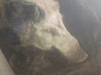 Boar, Pigs — photo 1