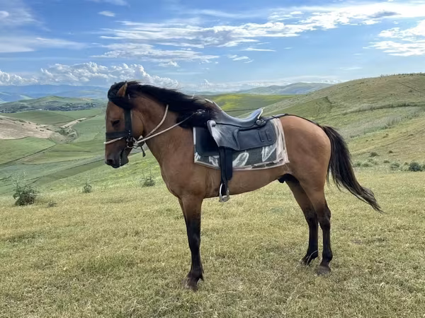 At, Azerbaijan horse