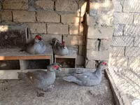 Ducks — الصورة 3