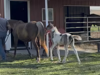 Кобила, Pinto horses — фото 6