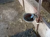 Avtomatik mal-qara suvarma kasası - Növ: İtələmə klapanlı içmə qabı — foto 1