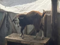 Коза, LaMancha goats — фото 4