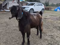 تيس, الماعز — الصورة 3