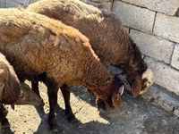 Qoʻchqor, Qoʻylar — 1-rasm