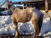 घोड़ी, Kazakh horse — फ़ोटो 2