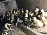 Ducks — 7-сурет