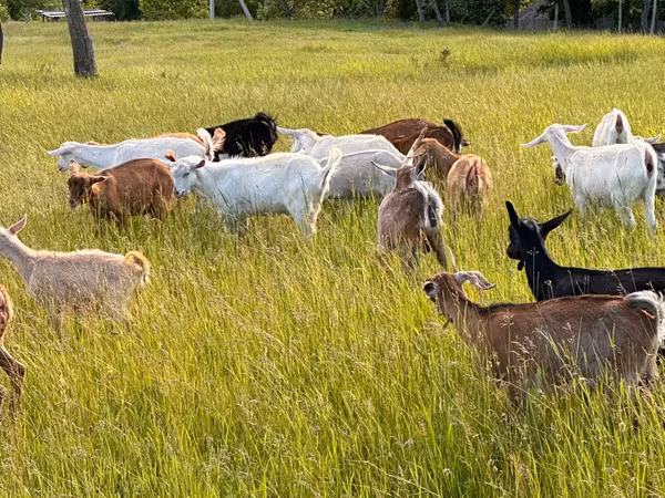 母山羊, Goats