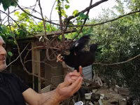 Chickens — Foto 4