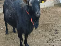 Ziege, Alpine goat — Foto 3