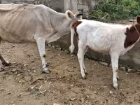 Vaca, Ganado vacuno — foto 4