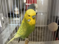 Təmiz qan Çex tutuquşuları satılır 🦜 Quşlar çox sağlam, aktiv və — फ़ोटो 4
