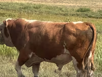 Buqa, Aberdin – Angus — 4-rasm