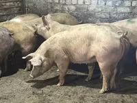 Boar, Pigs — photo 3