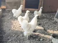 Силки — 1-сурет