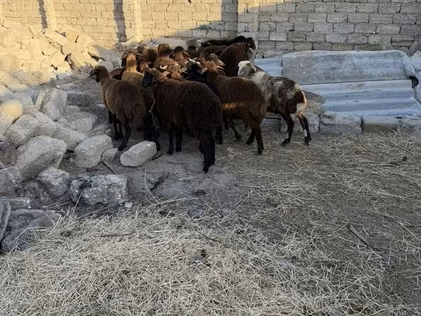 Carnero, Ovejas