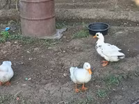 Ducks — foto 1