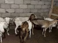 Ziege, Saanen goat — Foto 2