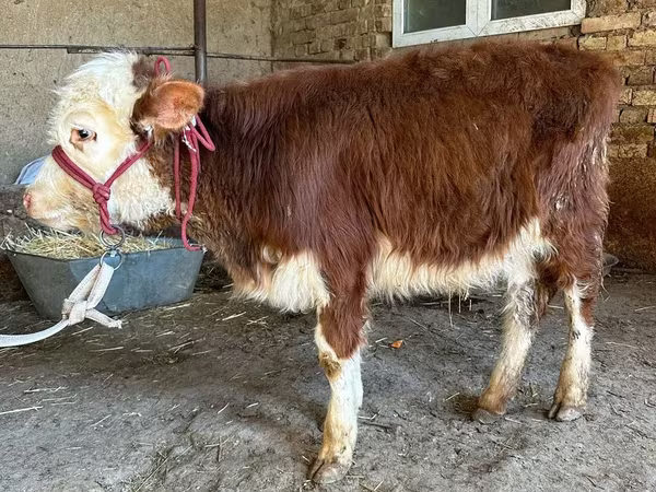 Rinder (Partie, Geschlecht nicht angegeben), Simmental cattle — Kasachstan