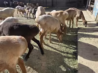 Widder, Arashan sheep — Foto 1