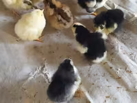 Chickens — 7-сурет
