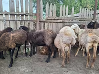 Cabro, Cabras — foto 7