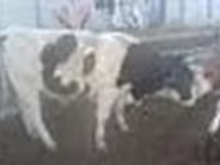 Toro, Ganado vacuno — foto 4