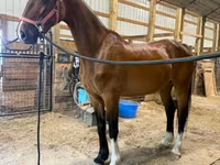 فرس, Dutch warmblood horse — الصورة 4