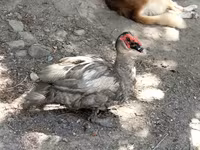 Ducks — Foto 3