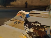 Chickens — الصورة 2