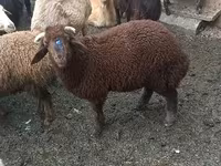 Қойлар (топ, жынысы көрсетілмеген), Red Karaman sheep — 2-сурет
