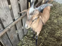 公山羊, Nubian Goat — 照片 5