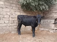 Bulle, Russian Black pied cattle — Foto 6