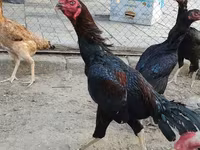 Chickens — 1-сурет