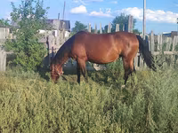 Madyan, Atlar — foto 2