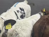 Rinder (Partie, Geschlecht nicht angegeben), Simmental cattle — Foto 3
