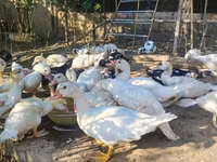 Ducks — foto 1
