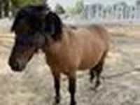 خيول (دفعة، الجنس غير محدد), Australian Pony — الصورة 6