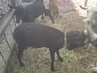 母山羊, Murcia-Granada goats — 照片 7