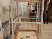 Papuqay,dovşan,hamster,şinşila,bildirçin,cücə,xamyak,pişik,quş,tısbağa — photo 4