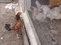 Chickens — Foto 2