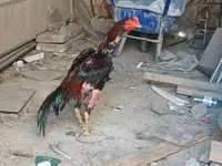 Chickens — Foto 6