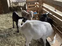 Keçilər (partiya, cinsi göstərilməyib), Saanen goat — foto 4