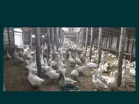 लिंडा — फ़ोटो 2
