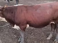 Bull, Kazakh White-headed cow — photo 1