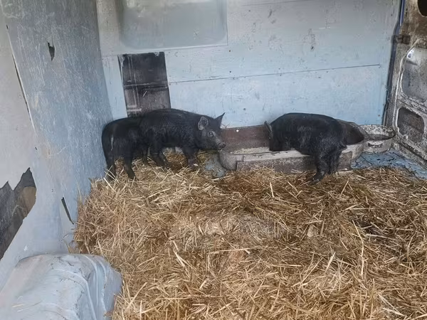 Sow, Мангалица