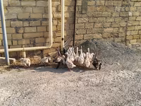 Geese — foto 2