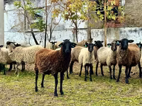 Widder, Romanov sheep — Foto 5