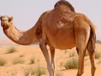 إبل (دفعة، الجنس غير محدد), Kazakh Bactrian camel — الصورة 1